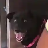 Begeisterter Hund